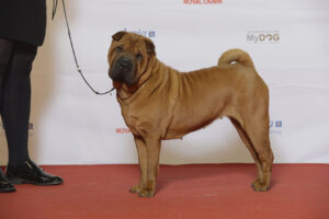 10 Dog Breeds You Should Never Cross With a Golden Retriever