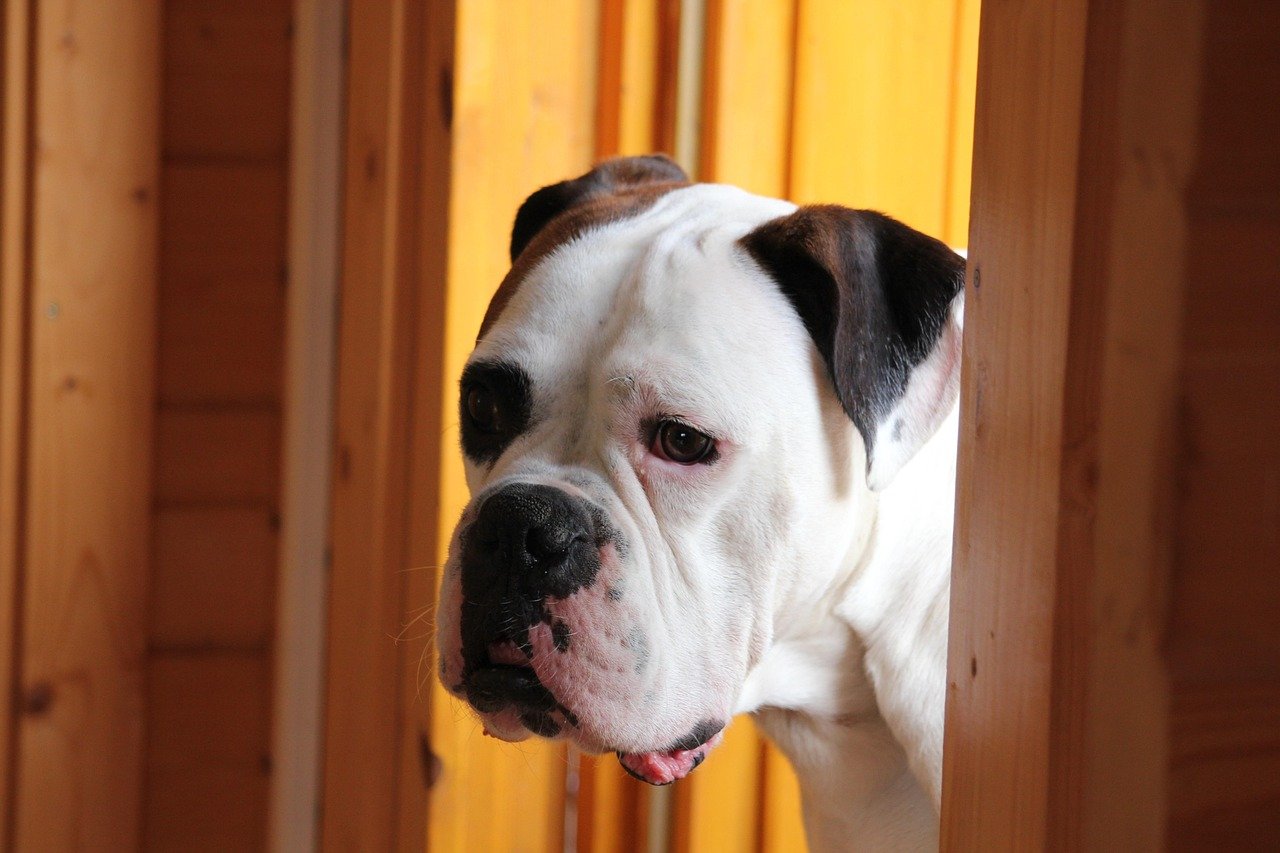Getting Ready to Leave: Dogs Get It (image credits: pixabay)