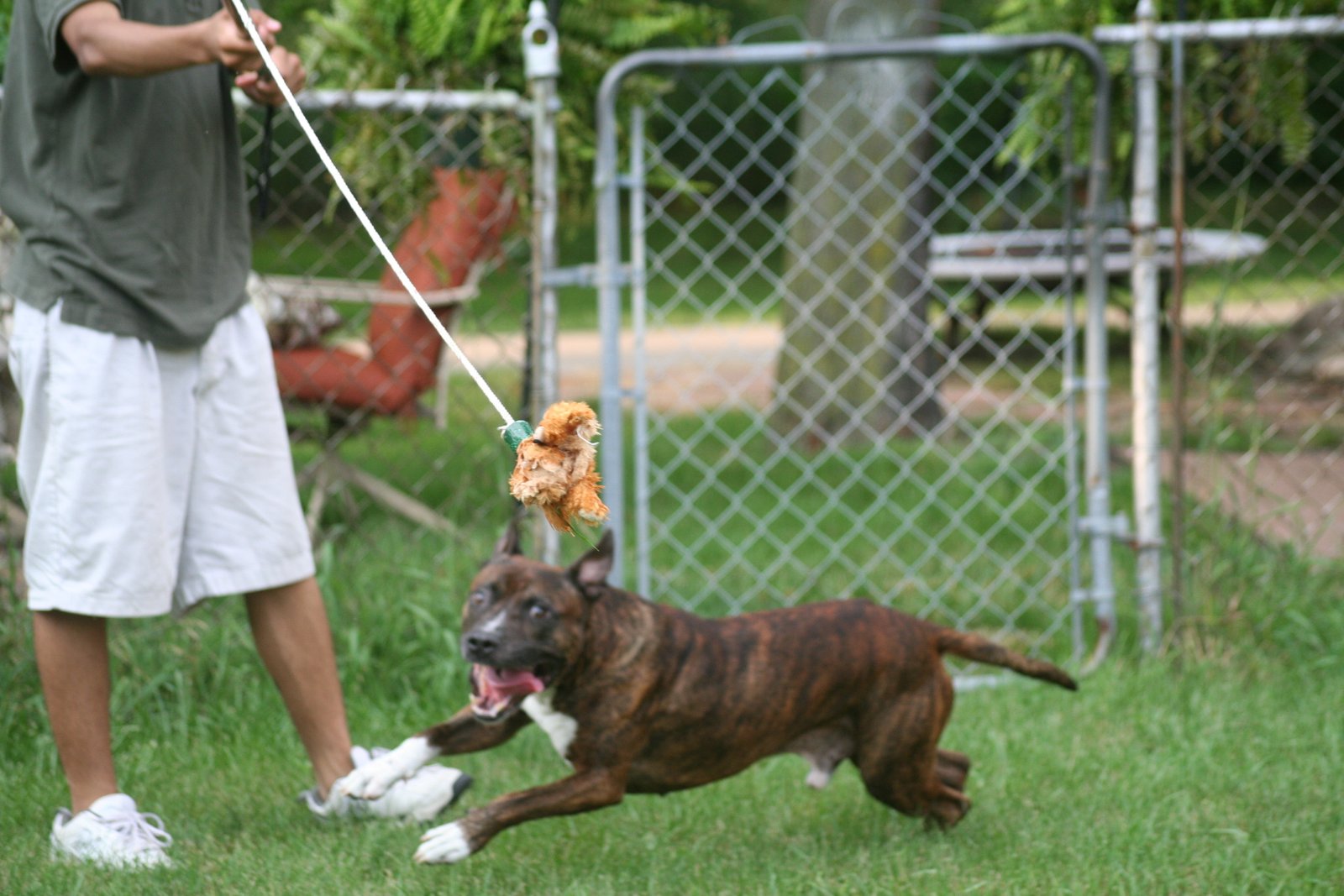 Playing with Toys: Dogs Get It (image credits: wikimedia)