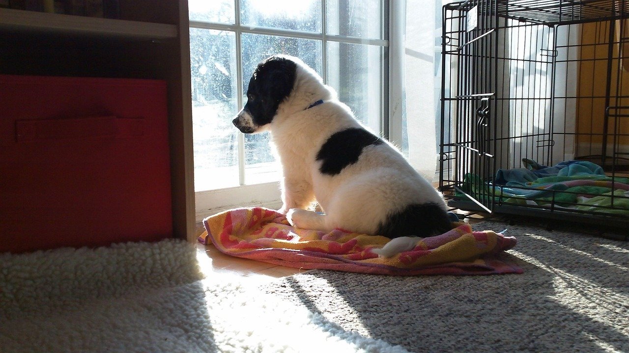 Going to Work: Dogs Don’t Get It (image credits: pixabay)