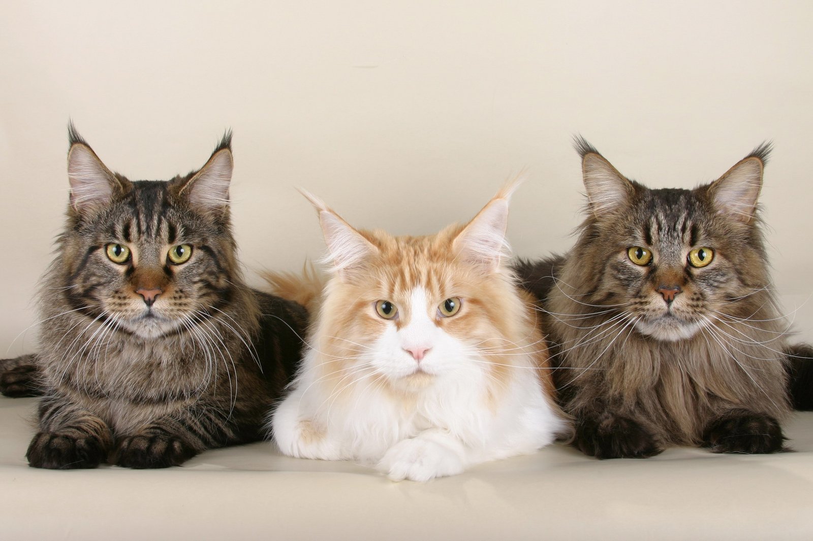 Maine Coon: The Gentle Giant With a Heart of Gold (image credits: wikimedia)