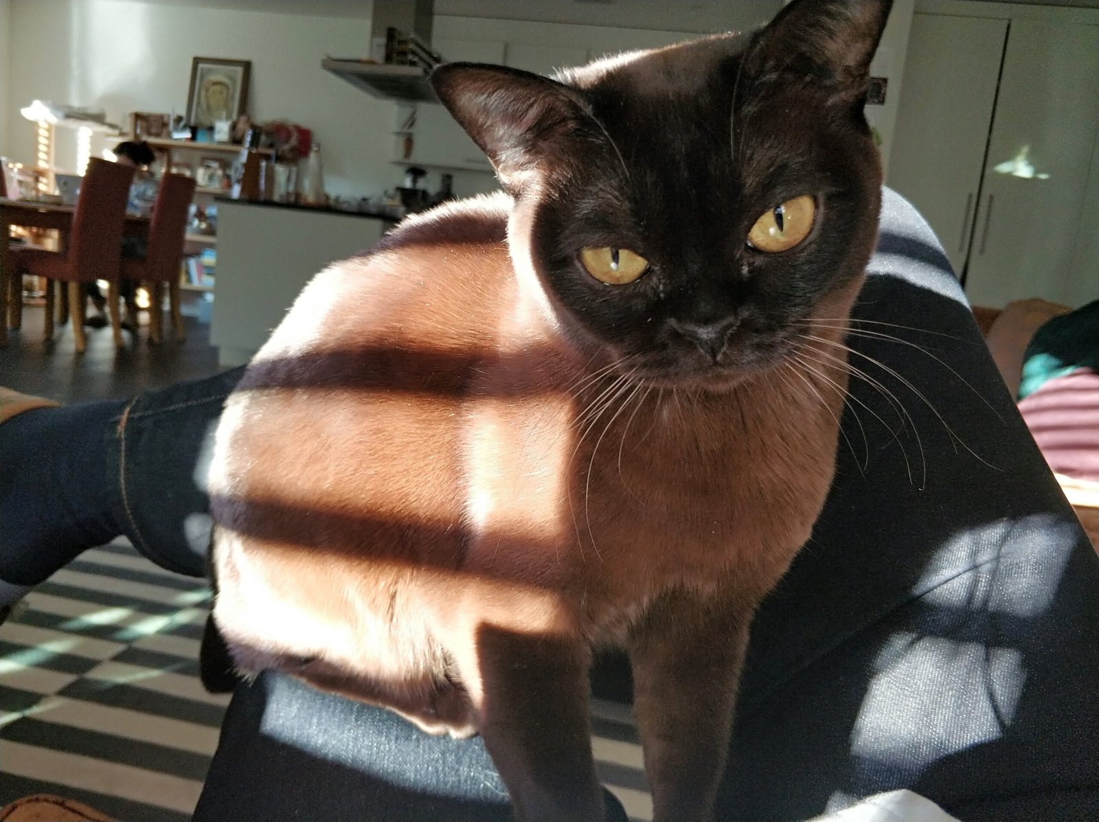 Burmese: The Loyal Shadow (image credits: wikimedia)