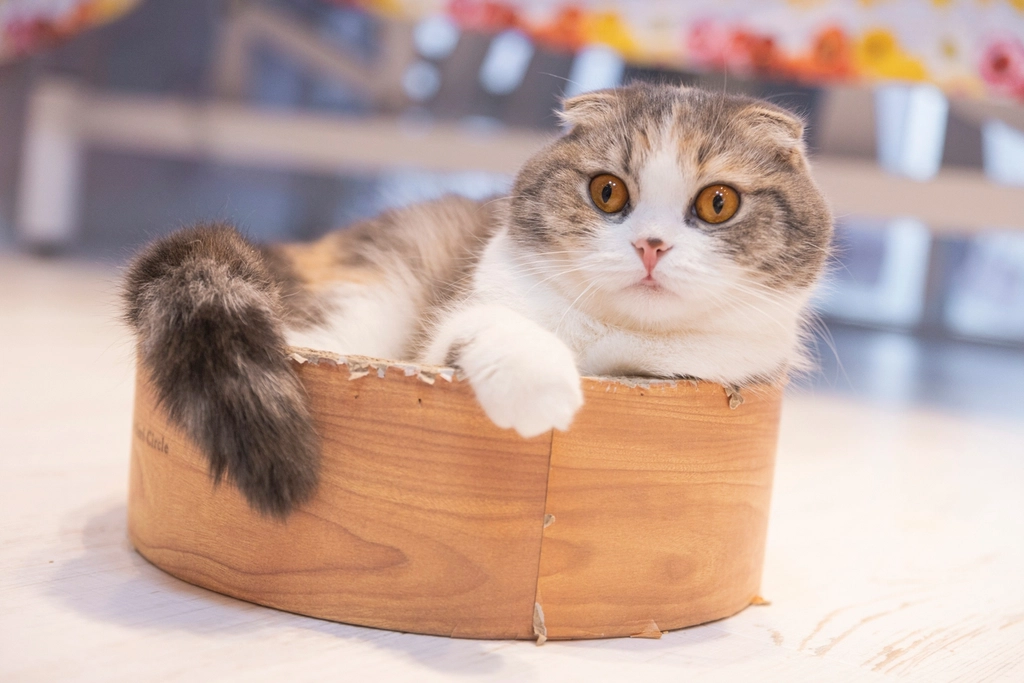 Scottish Fold: The Sweet Listener (image credits: rawpixel)