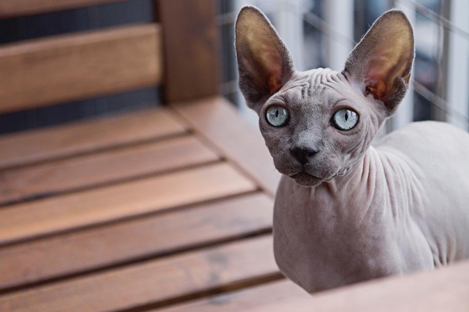 Sphynx: The Affectionate Attention-Seeker (image credits: stocksnap)
