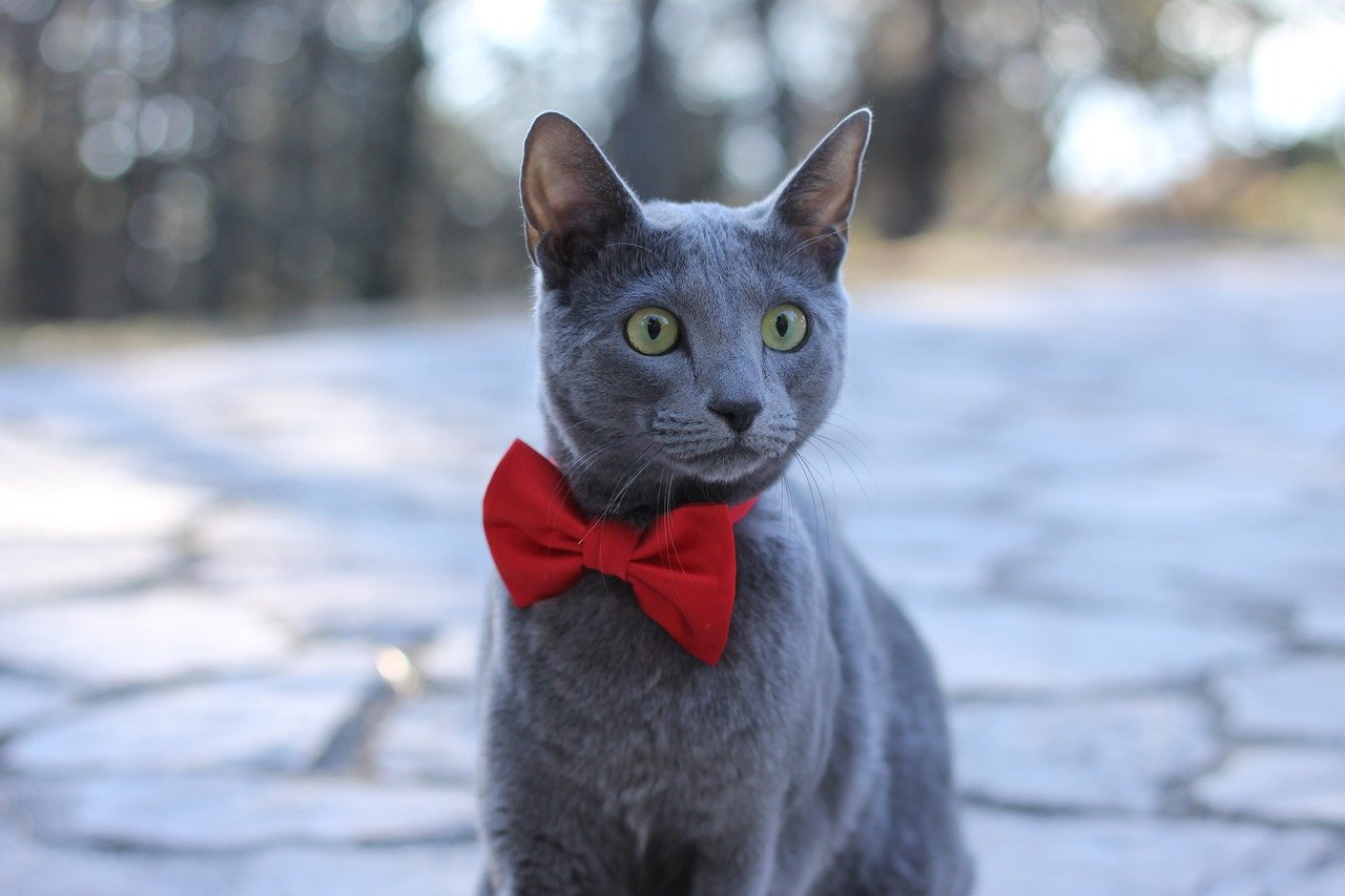 Russian Blue: The Sensitive Soul (image credits: pixabay)