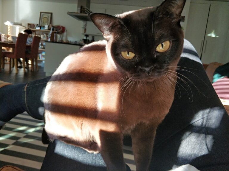 10 Cat Breeds That Understand You Perfectly