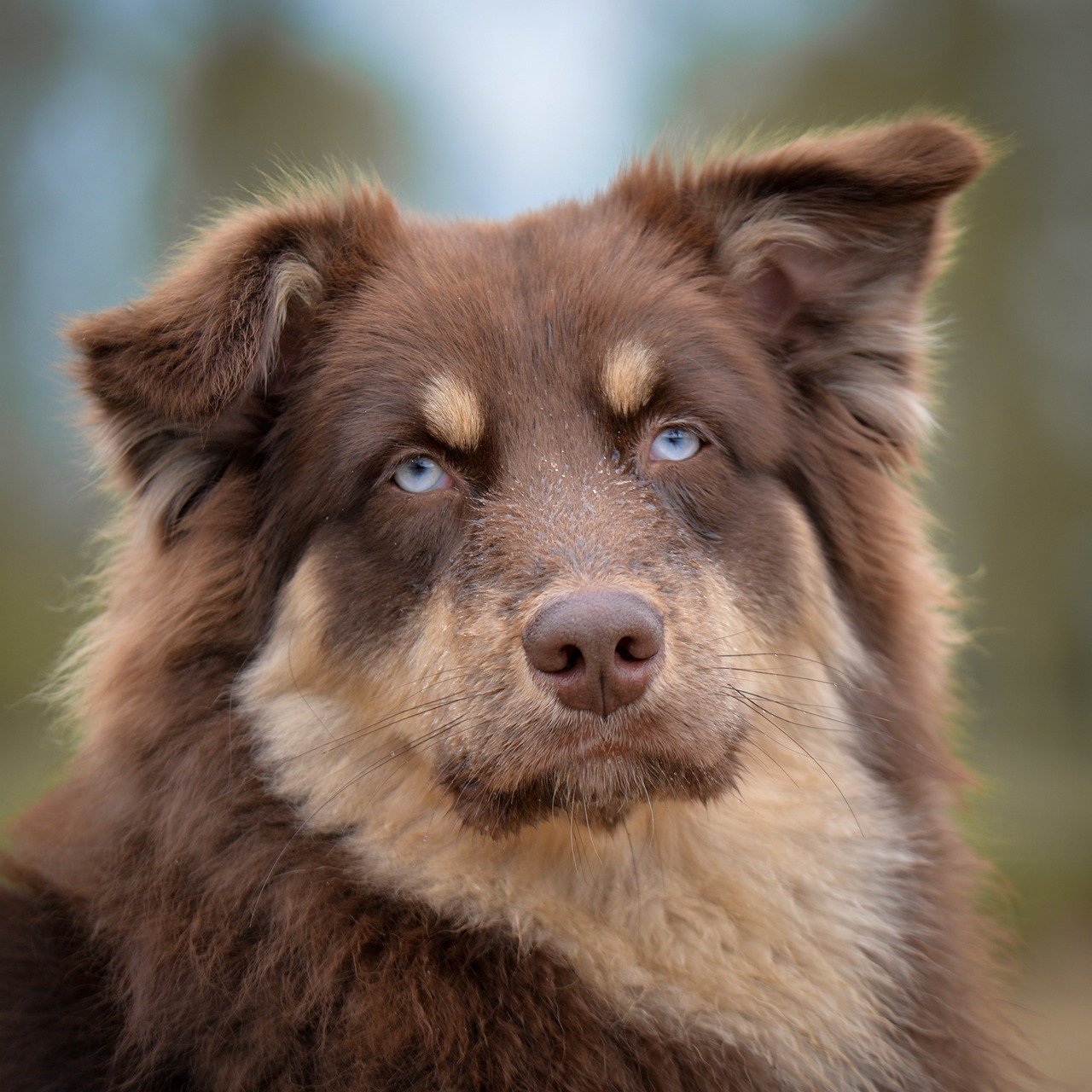 Eye Contact (image credits: pixabay)