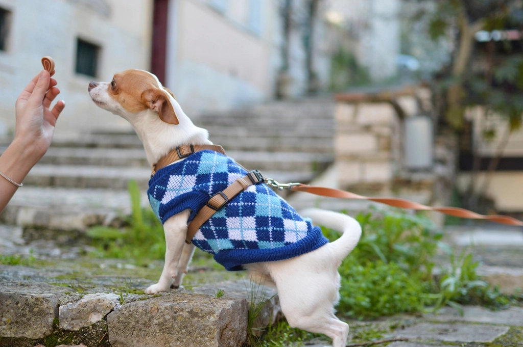 Every Dog Has Their Own Personality (image credits: rawpixel)