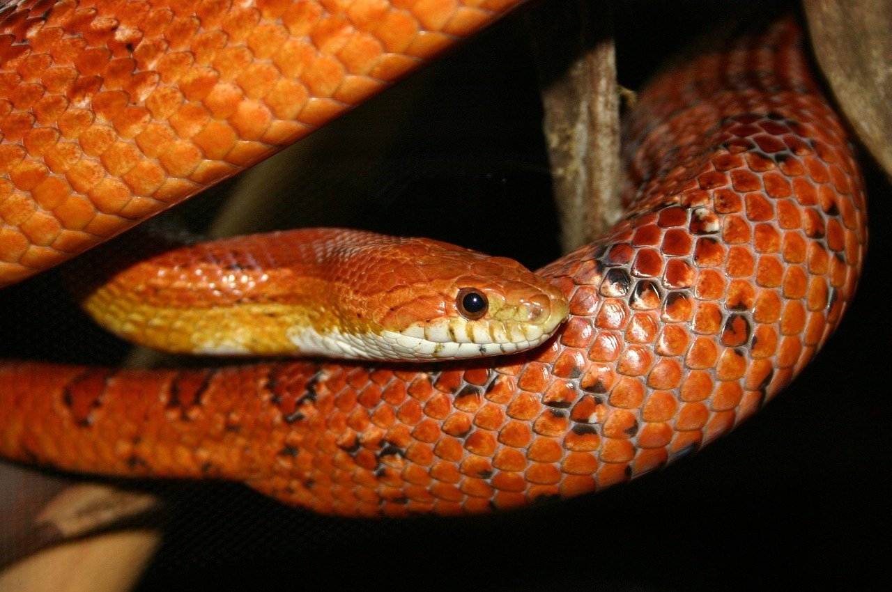 Choosing the Right Enclosure (image credits: pixabay)