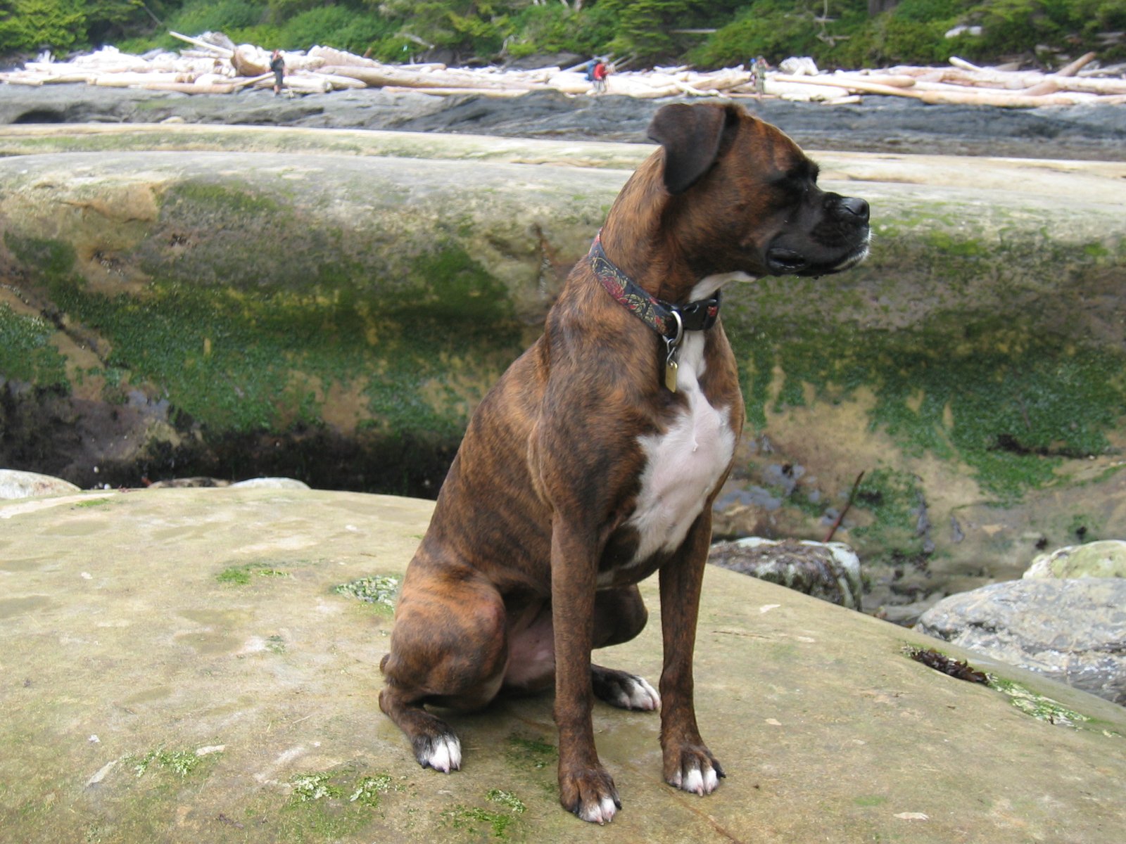 Boxer: Energetic Yet Affectionate (image credits: wikimedia)