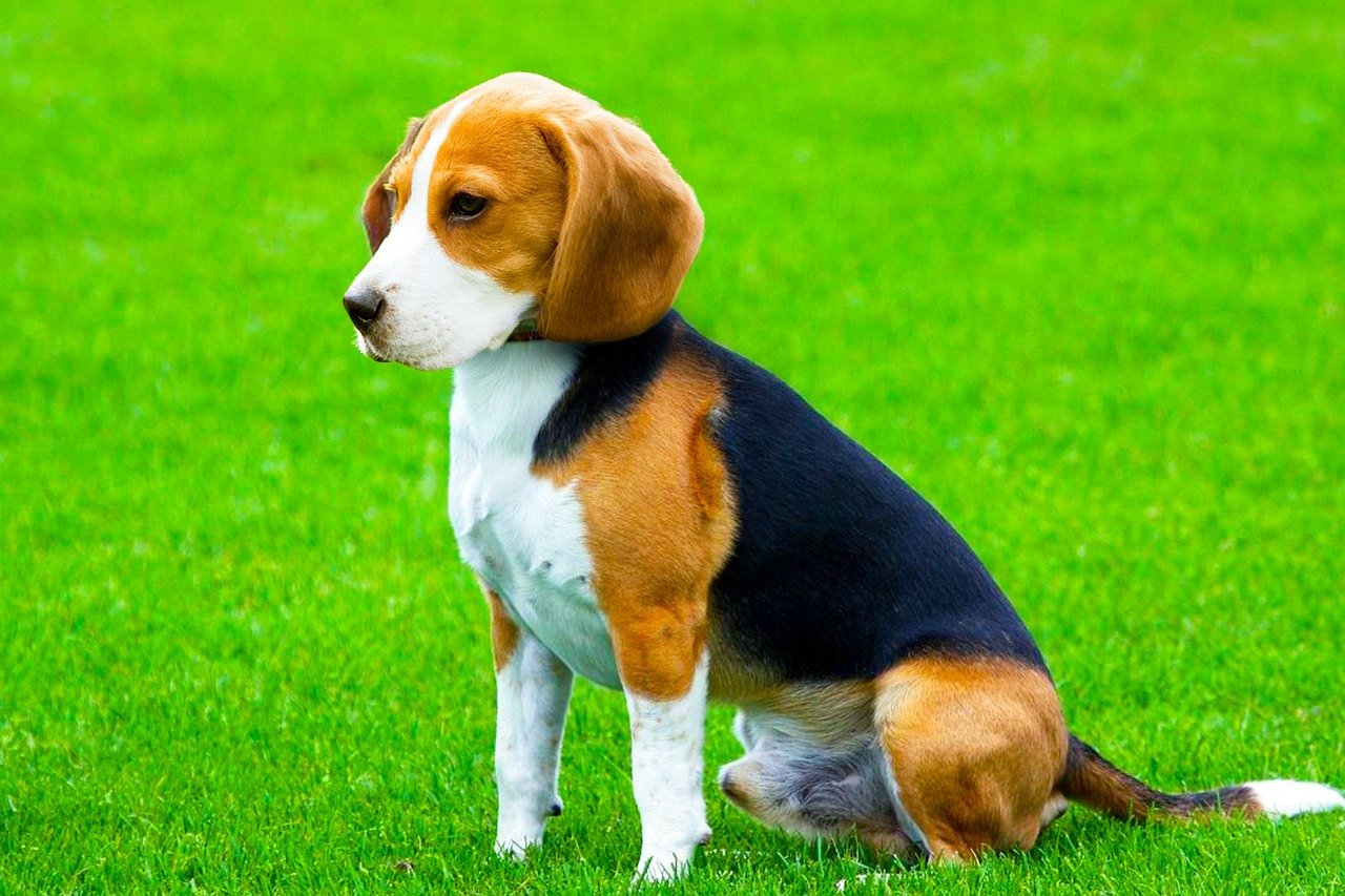 Beagle: The Curious Explorer (image credits: pixabay)