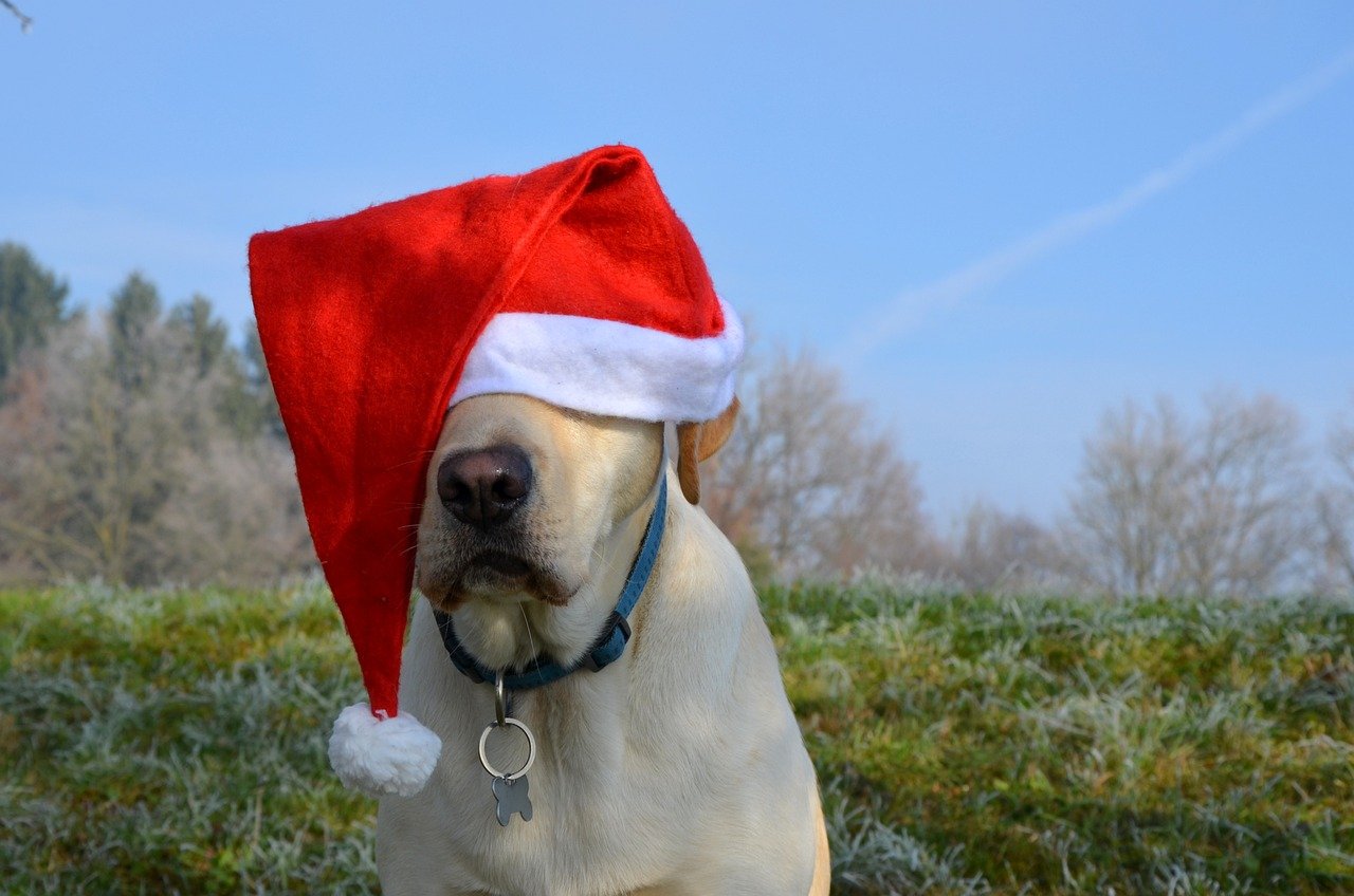 Labrador Retriever: The Ultimate Family Companion (image credits: pixabay)