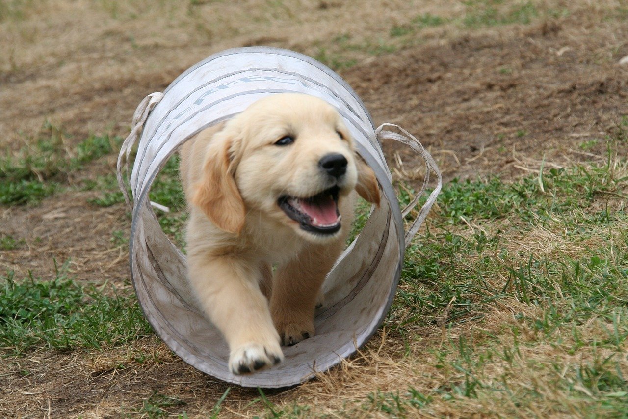 Golden Retriever: The Epitome of Kindness (image credits: pixabay)