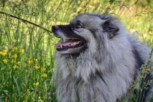 15 Dog Breeds With Intelligence That Sets Them Apart