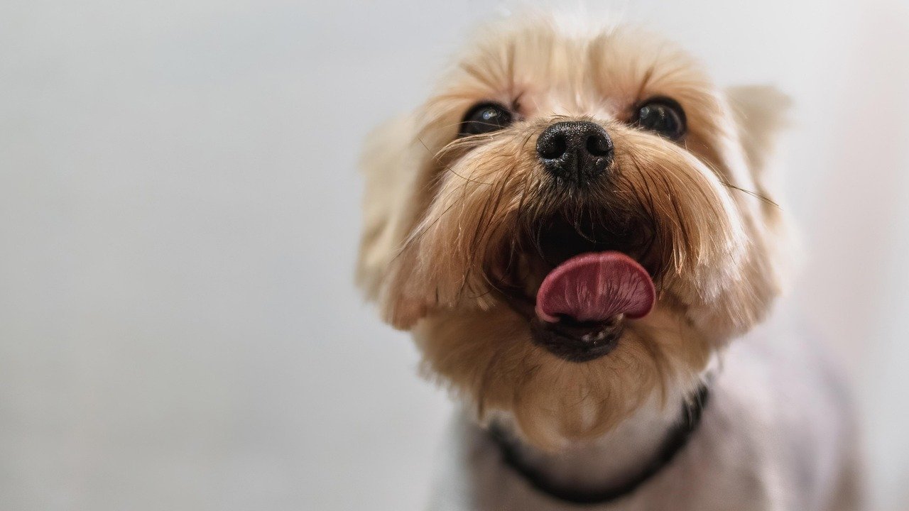 Changes in Grooming Habits (image credits: pixabay)