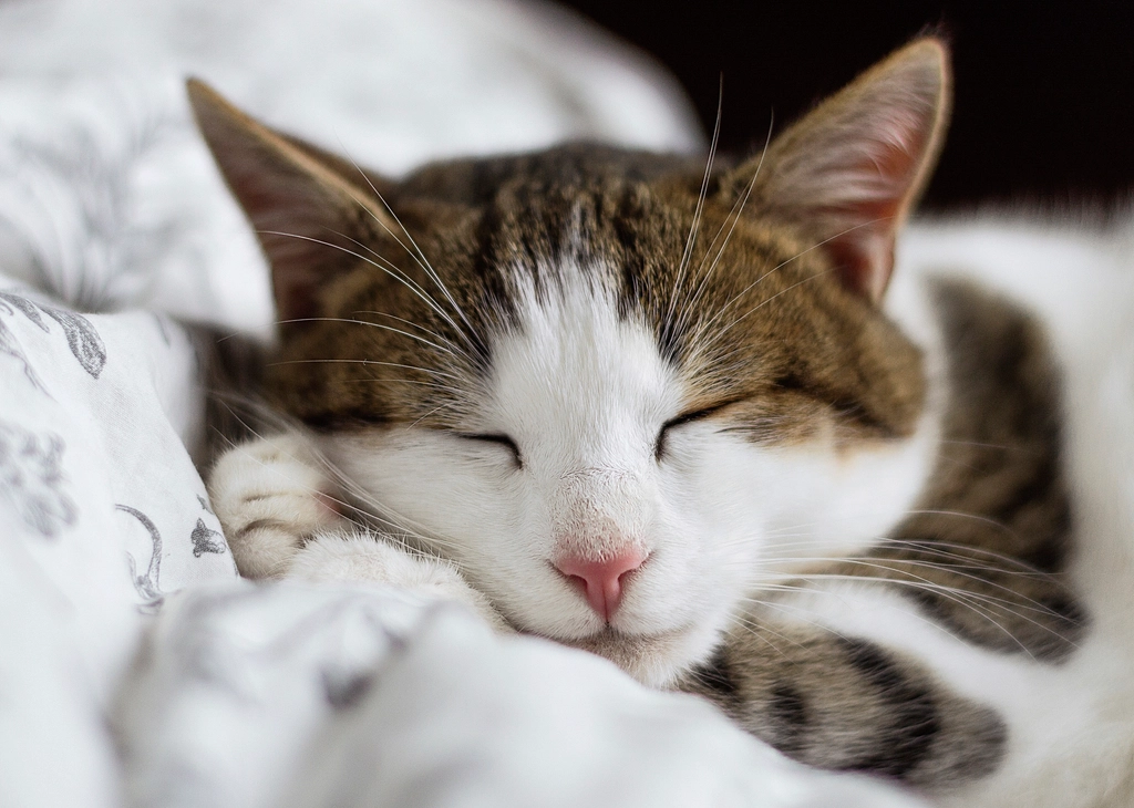Sleeping On Or Near You (image credits: rawpixel)
