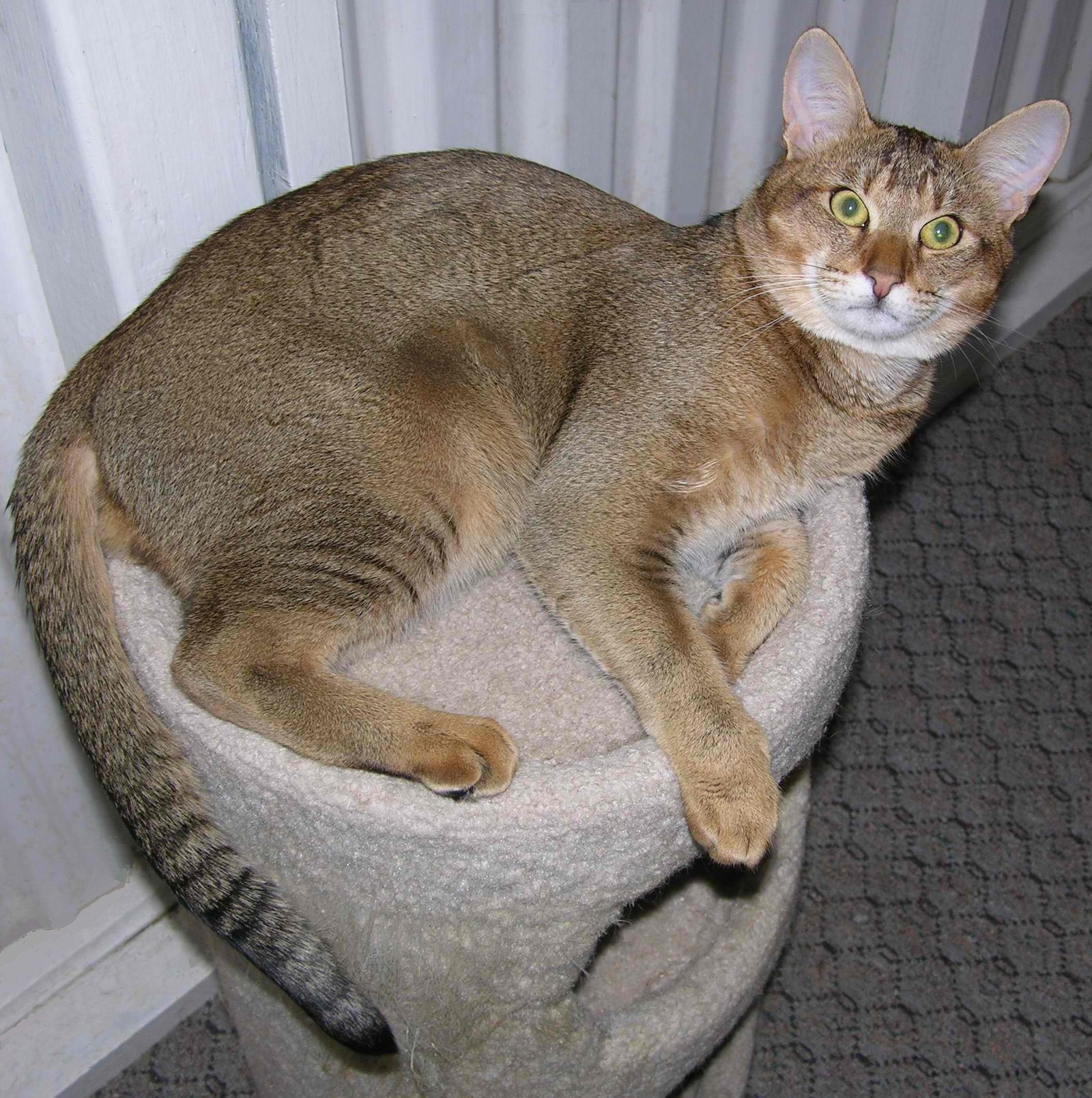 Chausie: The Wild Child (image credits: wikimedia)