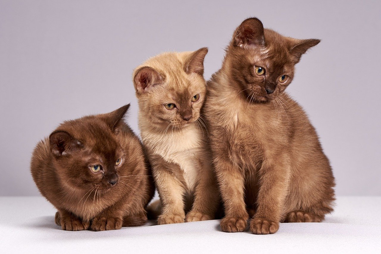 Burmese: Affection in Overdrive (image credits: pixabay)