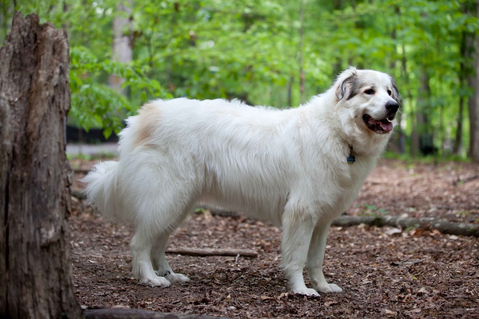 Great Pyrenees (image credits: wikimedia)
