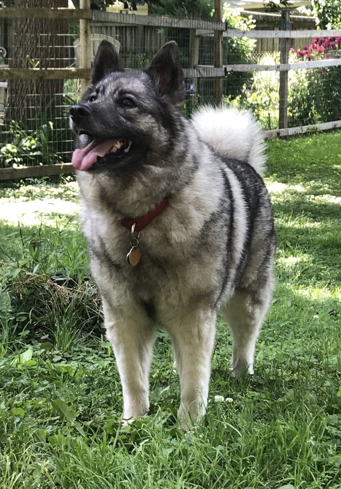 Norwegian Elkhound (image credits: wikimedia)