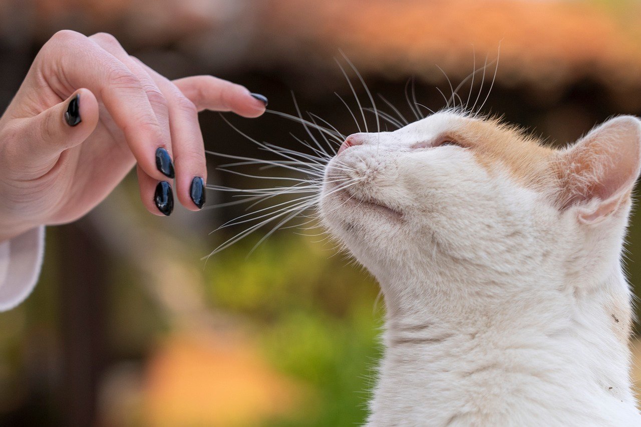 Territory and Trust: The Feline Mindset (image credits: pixabay)