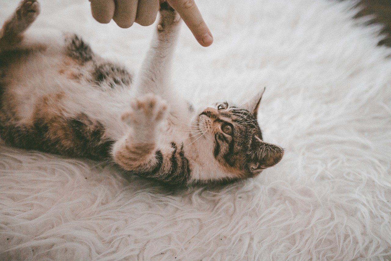 Offer Interactive Playtime (image credits: pixabay)