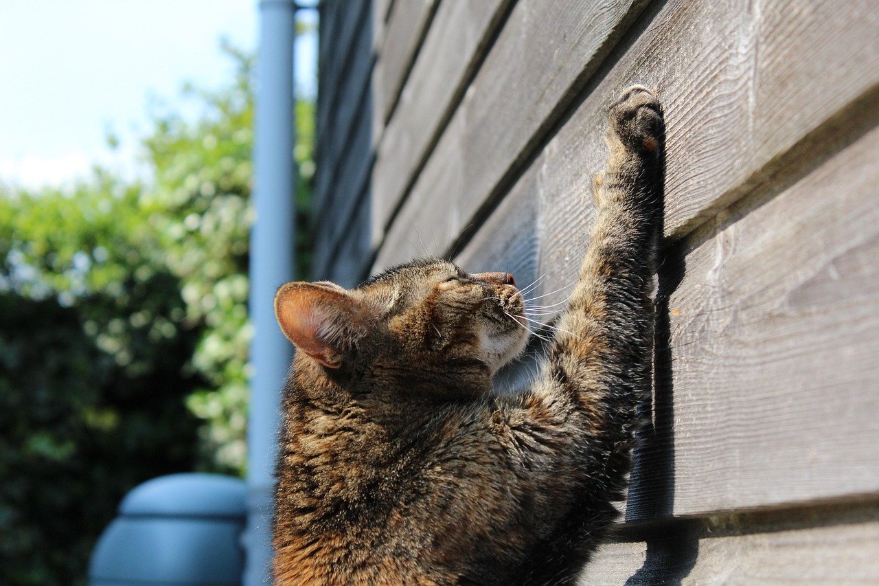 Encourage Scratching (the Right Way!) (image credits: pixabay)