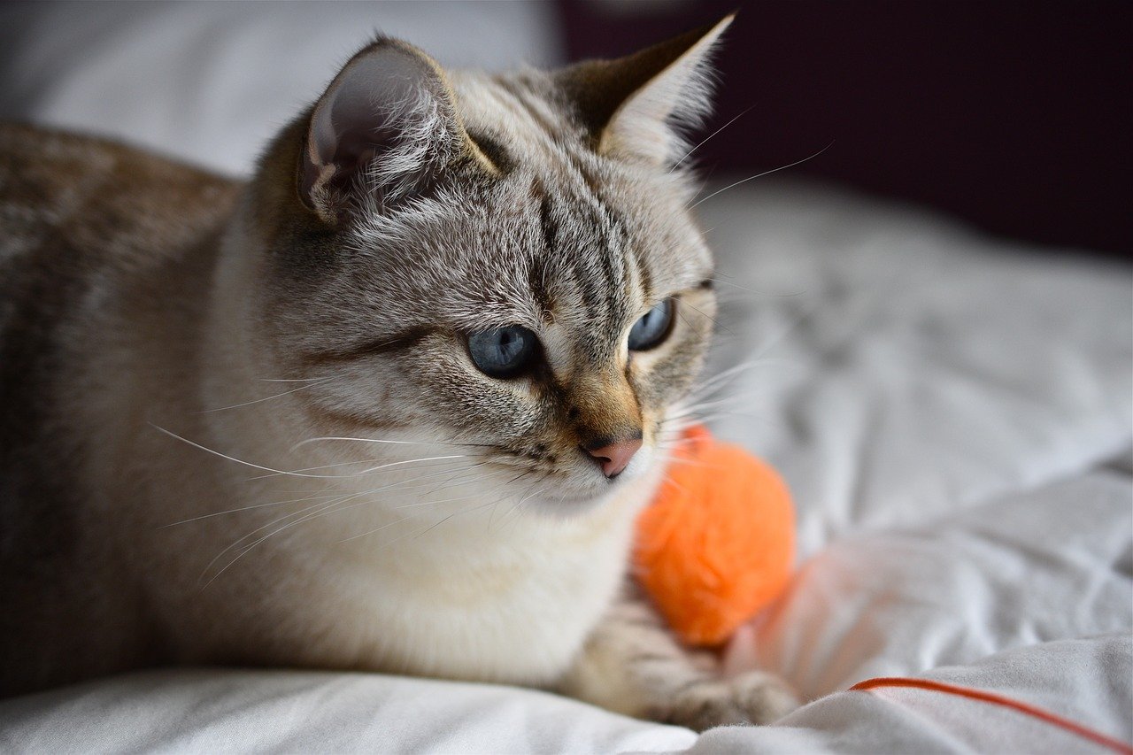Provide Mental Stimulation (image credits: pixabay)