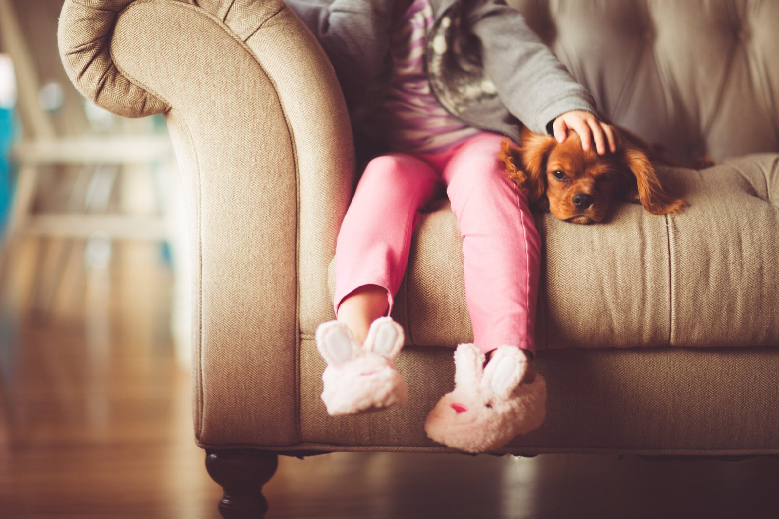 Cavalier King Charles Spaniel: The Couch Companion (image credits: wikimedia)