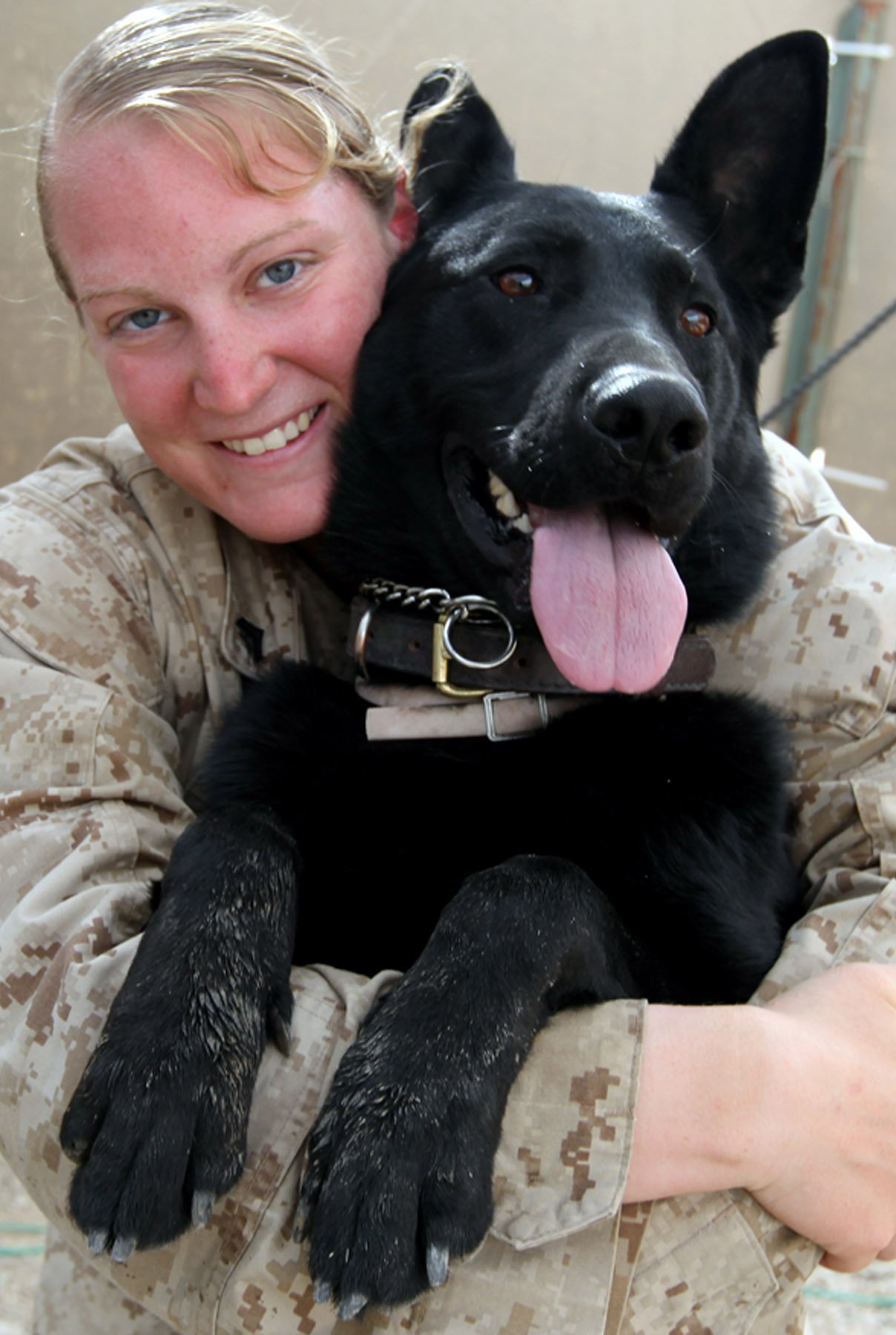 German Shepherd: The Devoted Protector (image credits: wikimedia)