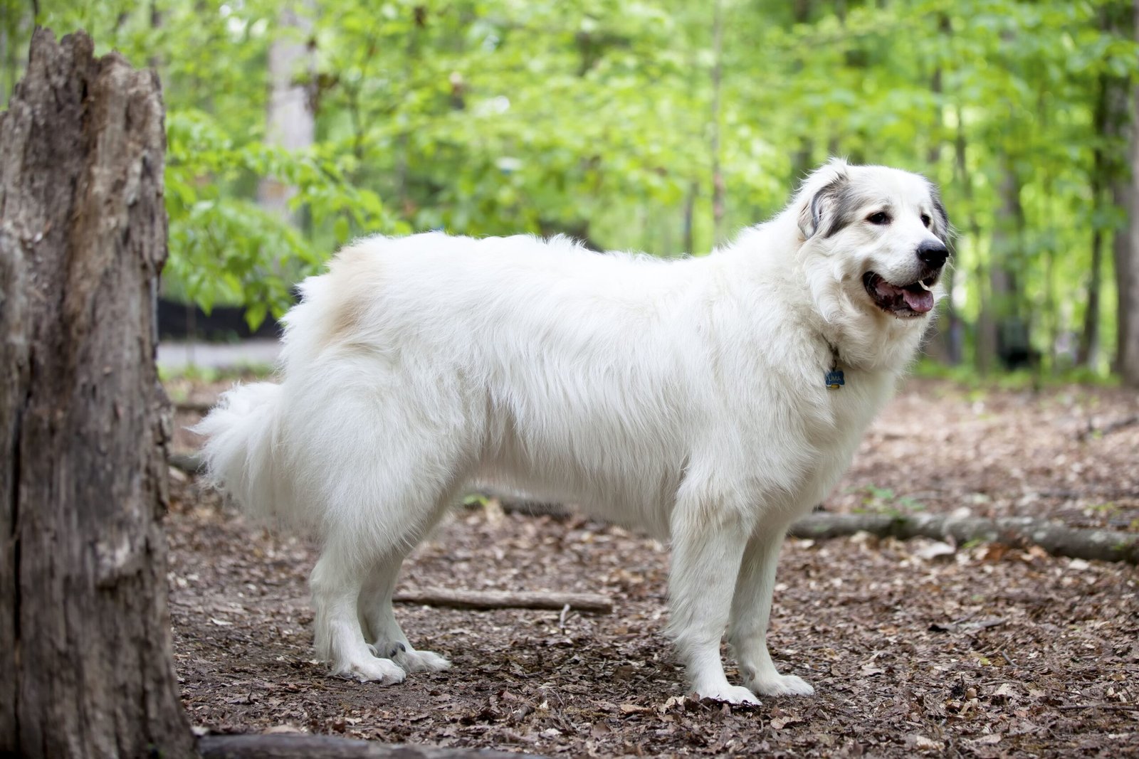Great Pyrenees: The Gentle Guardian Angel (image credits: wikimedia)