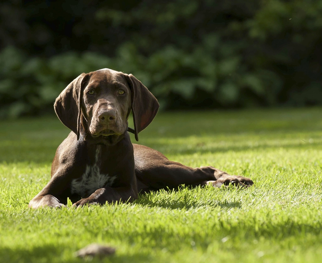 German Shorthaired Pointer (image credits: rawpixel)