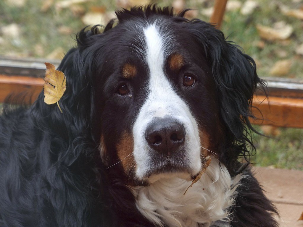 Bernese Mountain Dog (image credits: flickr)