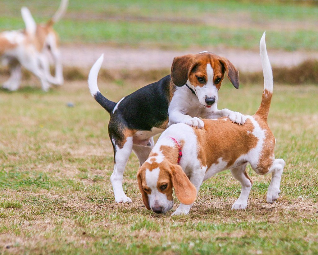Beagle (image credits: flickr)