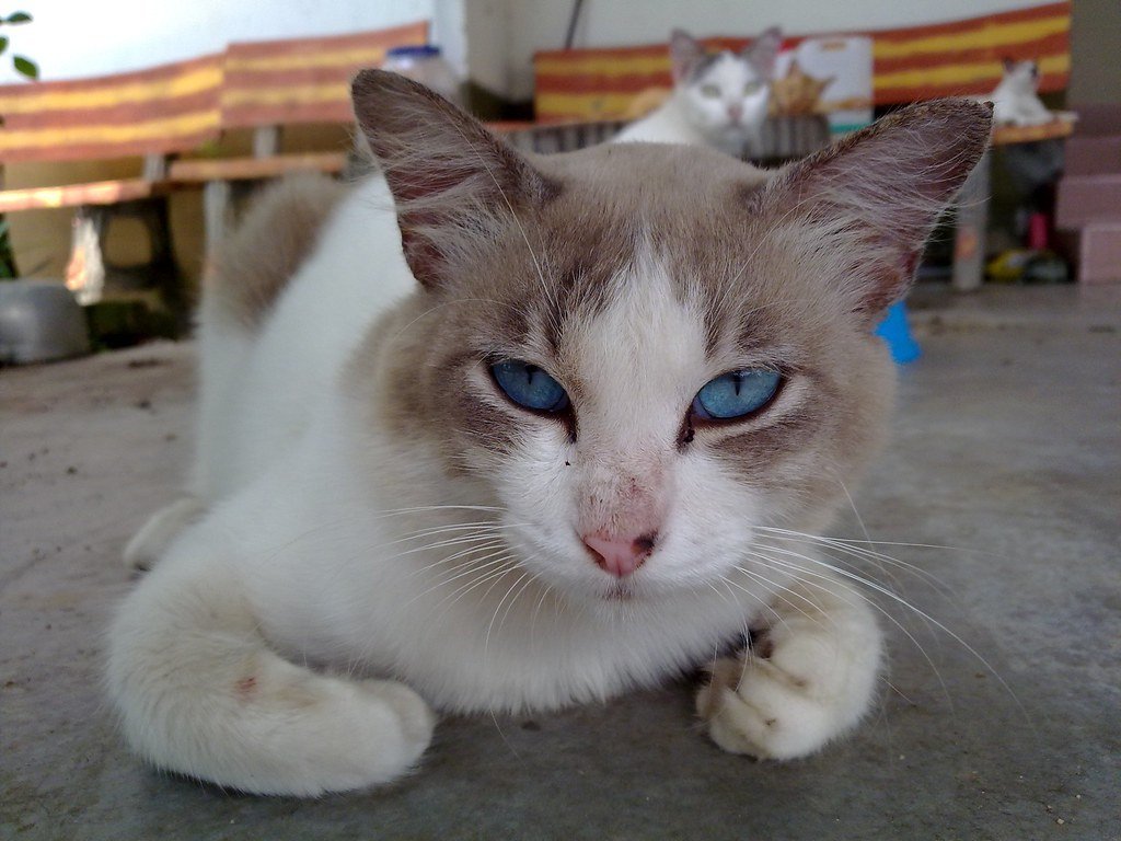 Body Language: What Your Cat’s Posture Reveals (image credits: flickr)