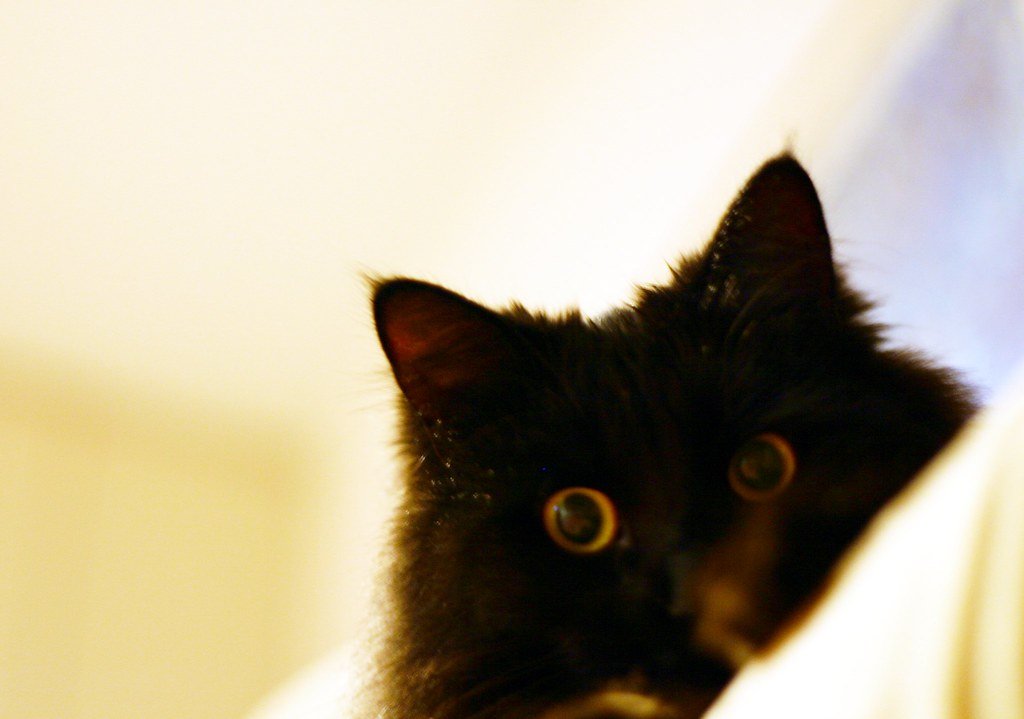 Hiding and Avoidance: When Your Cat Disappears (image credits: flickr)