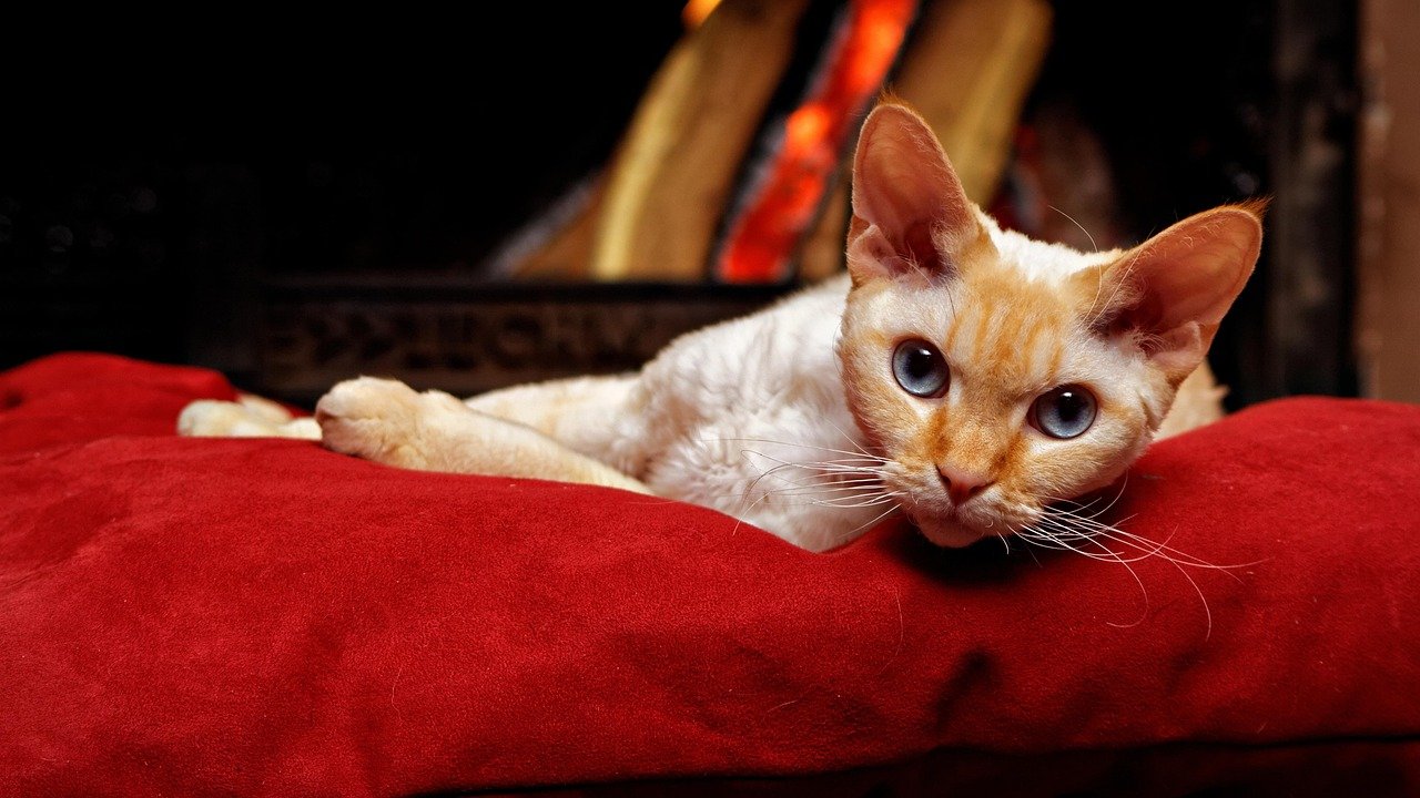 Devon Rex: Curly-Coated and Cool-Headed (image credits: pixabay)