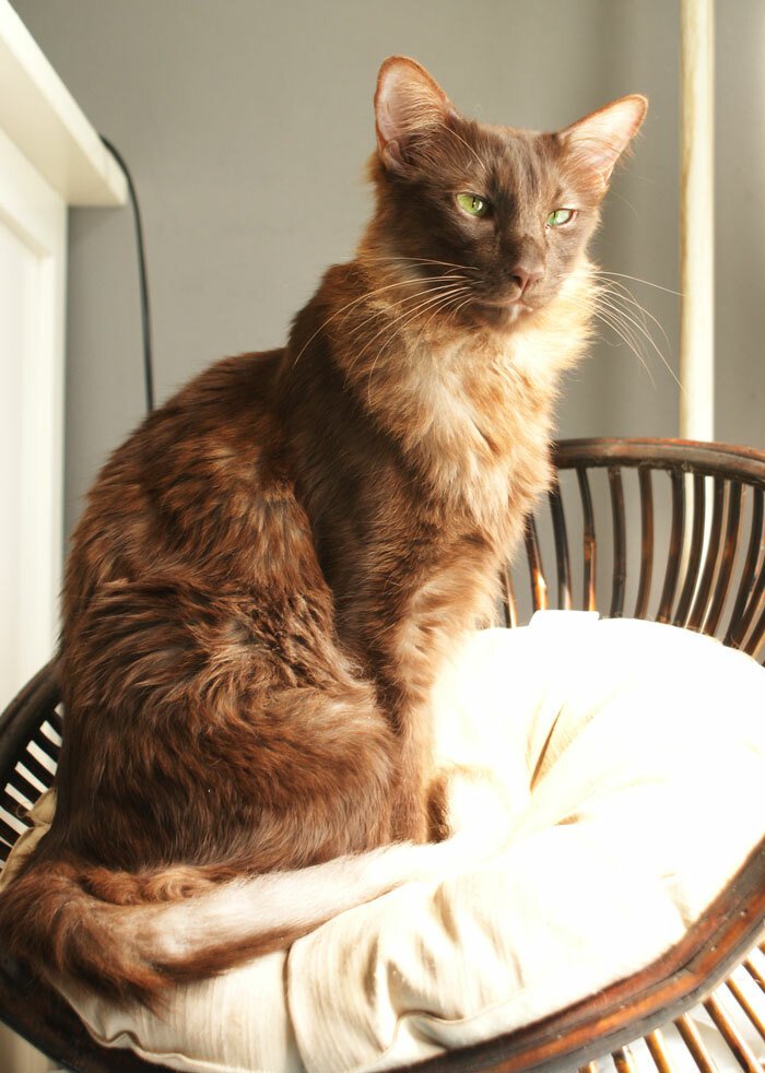 Oriental Longhair: Fluffy but Surprisingly Heat-Tolerant (image credits: wikimedia)