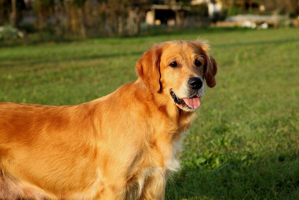 Golden Retriever (image credits: flickr)
