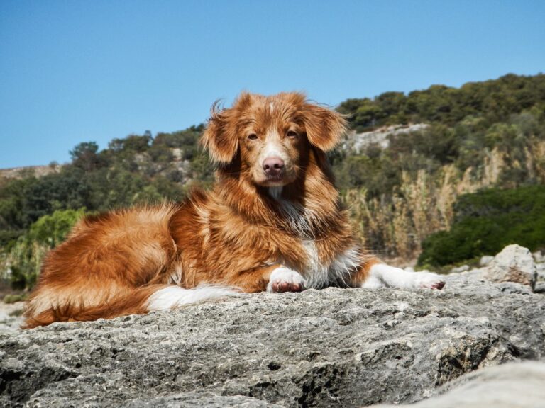 12 Dog Breeds That Are Made For Hiking And Cabin Life In The Pacific Northwest