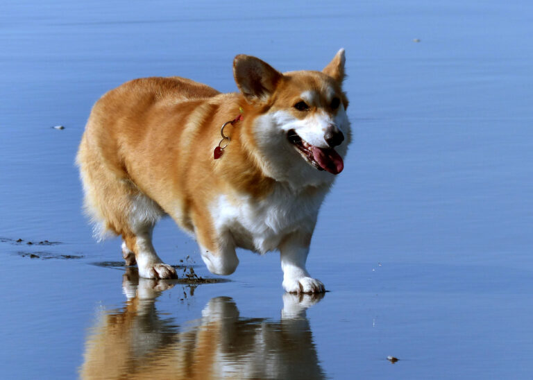 10 Dog Breeds That Love Cozy Living And Quiet Beaches In Maine