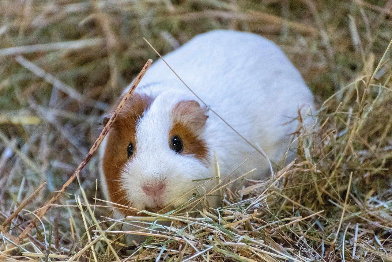 Hay: The Foundation of Guinea Pig Nutrition (image credits: pixabay)