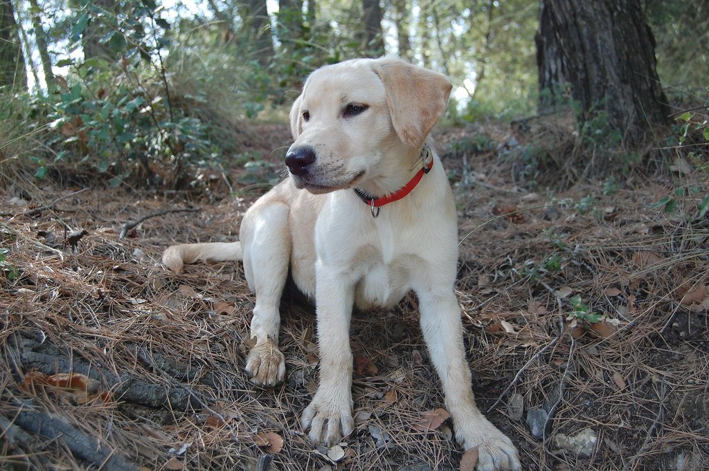 Labrador Retriever (image credits: flickr)