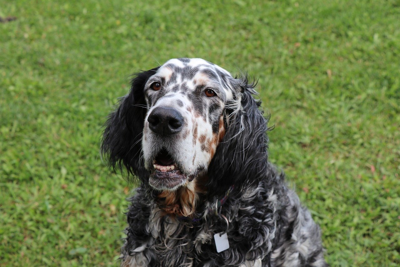 English Setter (image credits: pixabay)