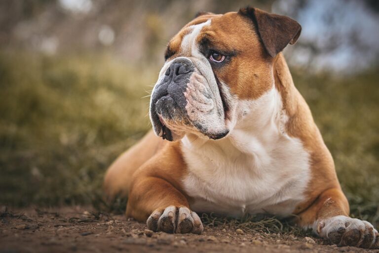 13 Calm Breeds That Flourish In Mississippi’s Slower Pace Of Life