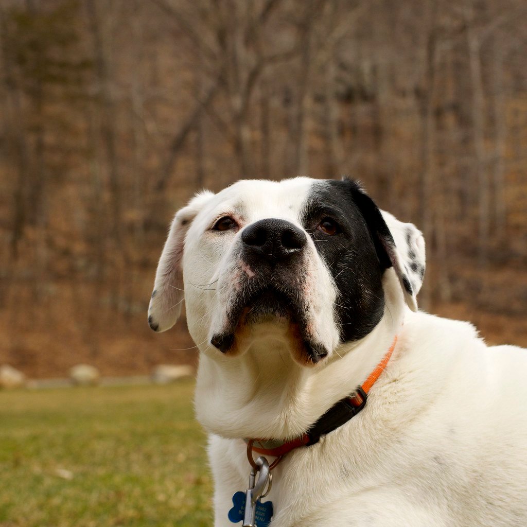 American Bulldog (image credits: flickr)