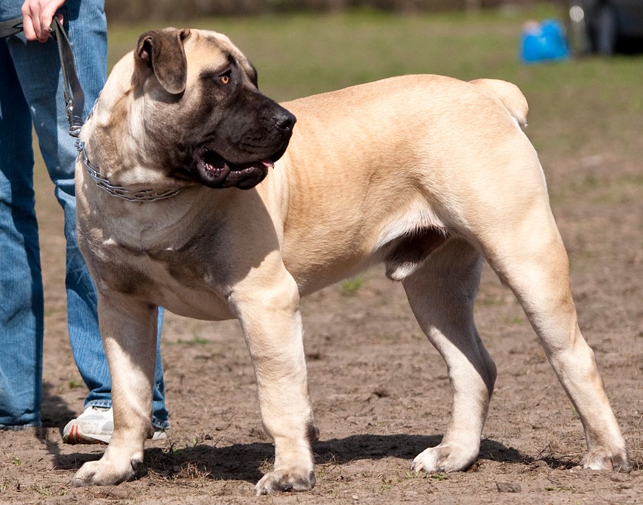 Boerboel (image credits: wikimedia)
