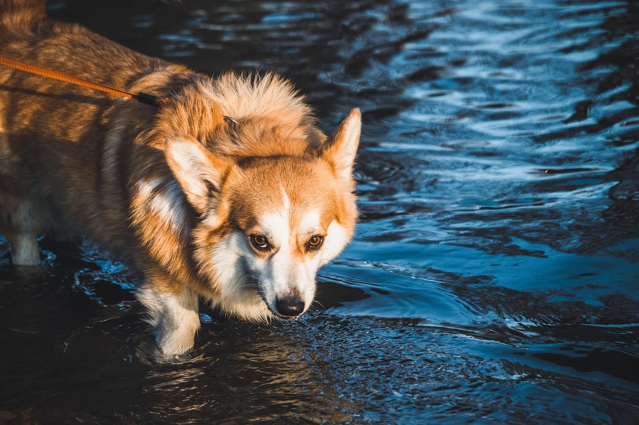 Pembroke Welsh Corgi: The Playful Sidekick (image credits: pixabay)