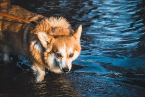 10 Companion Breeds for Retirees Living By The Lakes In Minnesota