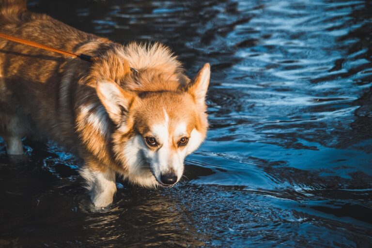 10 Companion Breeds for Retirees Living By The Lakes In Minnesota